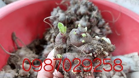 Cách ươm củ sâm đất giống mới nhất năm 2022