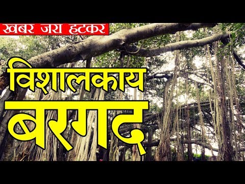 वीडियो: क्या बरगद के पेड़ हवाई के मूल निवासी हैं?