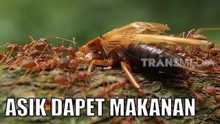 Begini Sistem Kerja Semut Prajurit Mencari Mangsa! | SI OTAN
