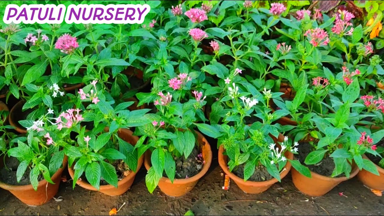 PATULI NURSERY KOLKATA'S CHEAPEST FLOWER NURSERY YouTube