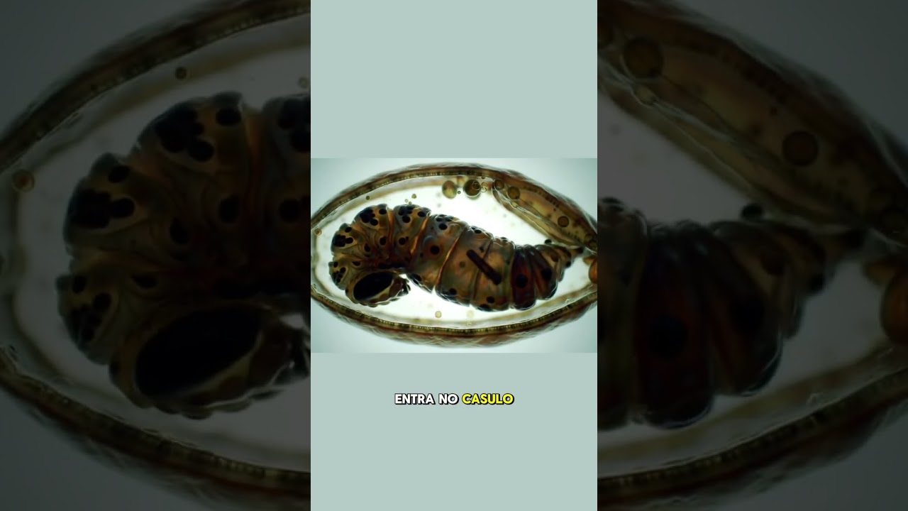 Como as lagartas se transformam em borboletas 