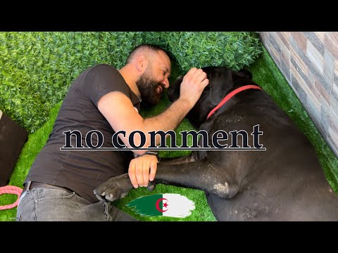 الدب الروسي في الجزائر لأول مرة ا الكلب فيري يصنع الحدث مع جراءه ذات السلالة النادرة ا بدون تعليق