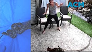 Shocking moment python latches onto Sunshine Coast cat