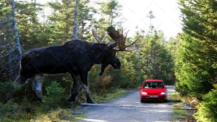 10 Animals That Are WAY Bigger Than You Think