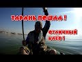 Тарань пошла! Отличный клев!