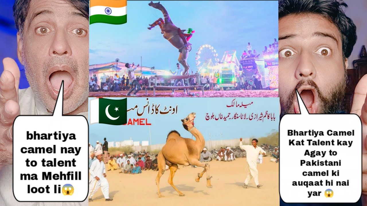 Pakistani camel Stunt Talent Vs Indian Camel Stunt Talent | Pakistani Reactions