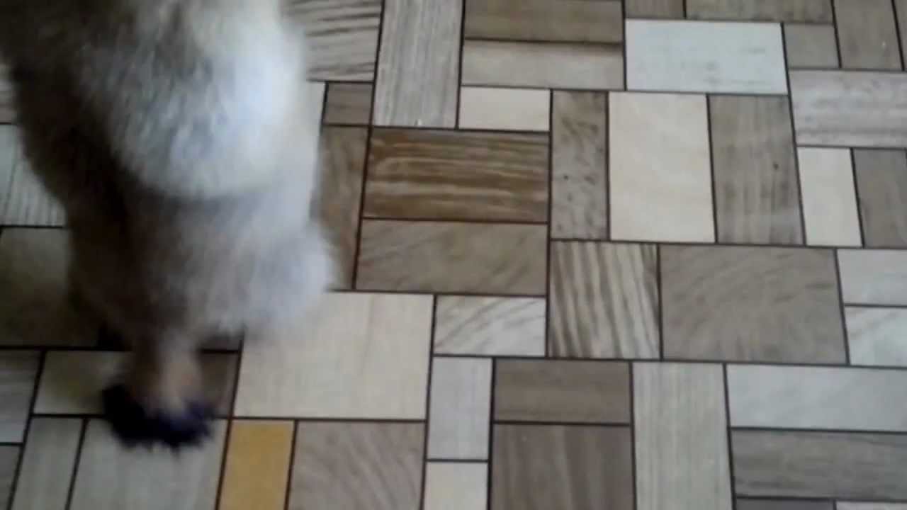 Сурок танцует) Самый милый на свете!!!!!