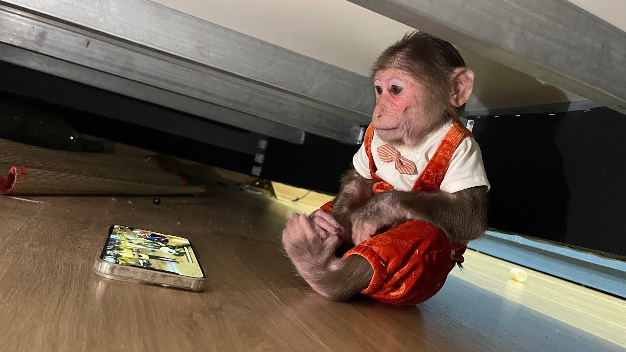 Cubis stole dad's phone and hid under the bed to watch youtube!