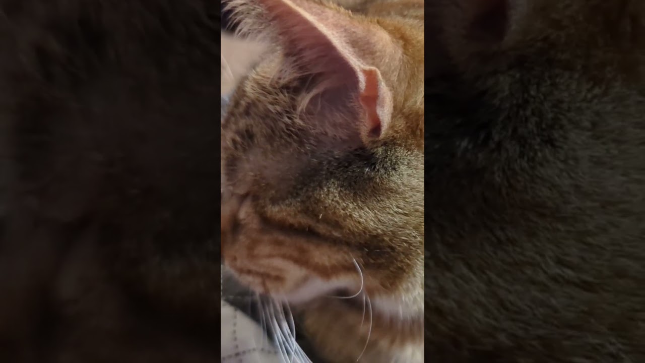 White noise purring machine