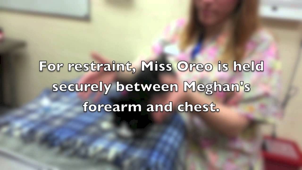 Cats: Giving Ear Medication