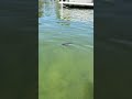 BABY MUSKRAT swims under the kayak! #fishing #fish #muskrat #nature #michigan #cute #bass #kayak #mi