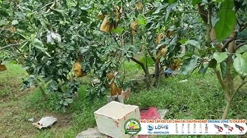 Thăm vườn bưởi Ruby ghép cải tạo đầu tiên ở Hà Nội