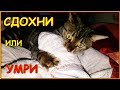 БЕНГАЛЬСКАЯ КОШКА ОХОТИТСЯ