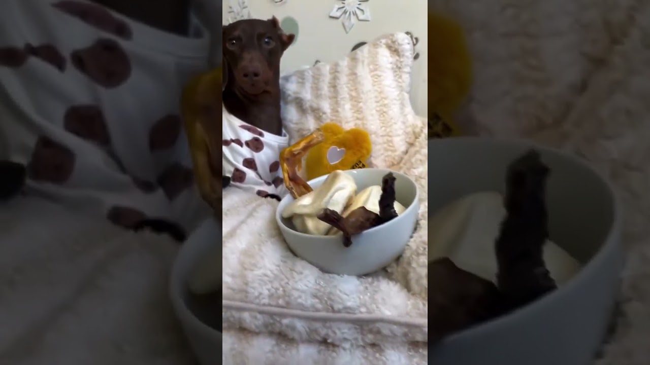 🐶How about this cosy life with FunnyFuzzy bed?😉