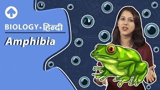 Amphibia | Hindi | Biology