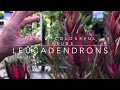 Leucadendrons - GardenBarn Masterton