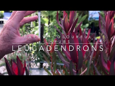 Video: What Is A Leucadendron: Learn About Leucadendrons In The Garden