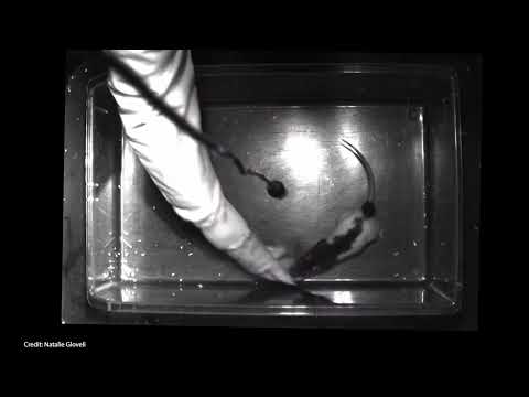 Researchers play with rats