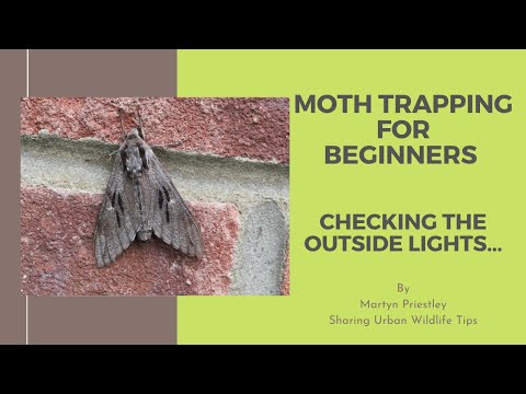 Moth Trapping for Beginners...Checking your outside lights!