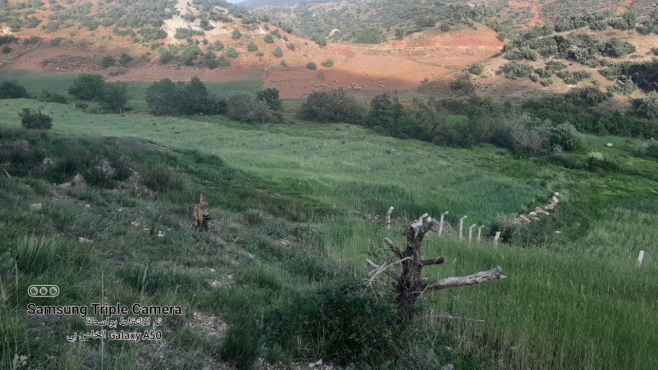 ارض فلاحية للبيع ملكية عدلية منطقة جبلية 3 هكتار خنيفرة 0678425894 تم التخفيض 34 مليون