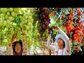 China&#39;s Most Unbelievable Harvest And Growing Of Goji Berries And Grapes