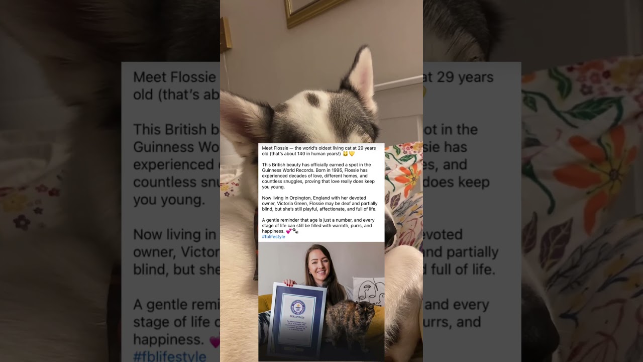 Самый старый живущий кот