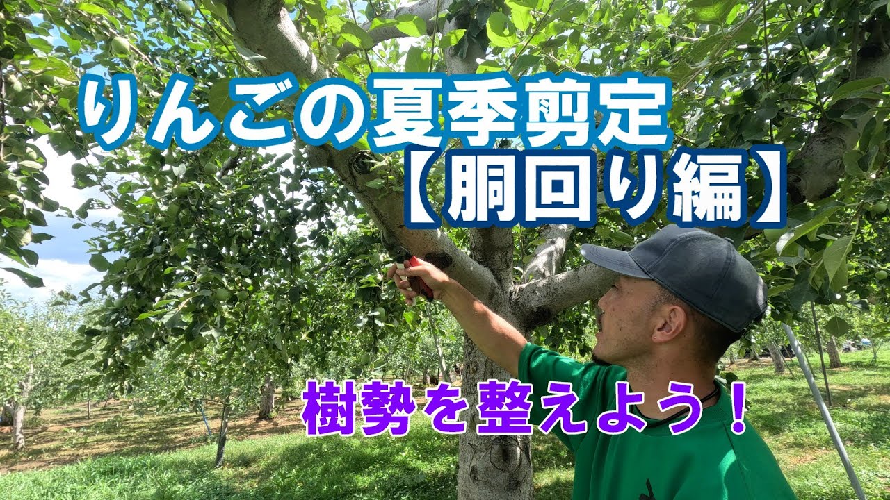 【夏のりんご剪定】胴回り編 樹勢を整えよう！