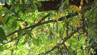Pterocarya fraxinifolia paořech jasanolistý