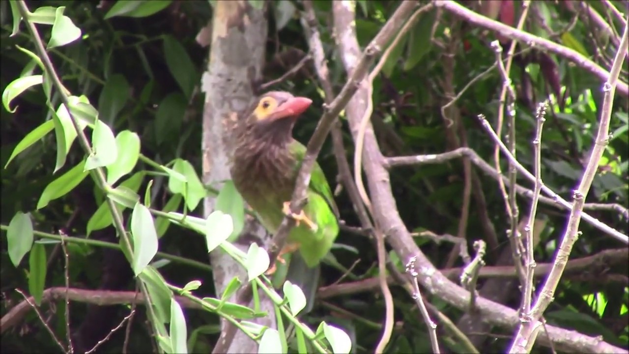 Brown-headed Barbet makes an appearance 