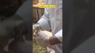 طريقة.عمل الفلافل السوري بالحمص@