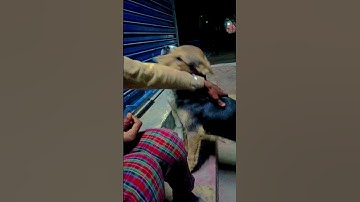 Thumbnail of cute baby dag 🐕🐕🥰🥰😘❤️❤️ #song #bollywood #love #newsong #punjabisong #doglover