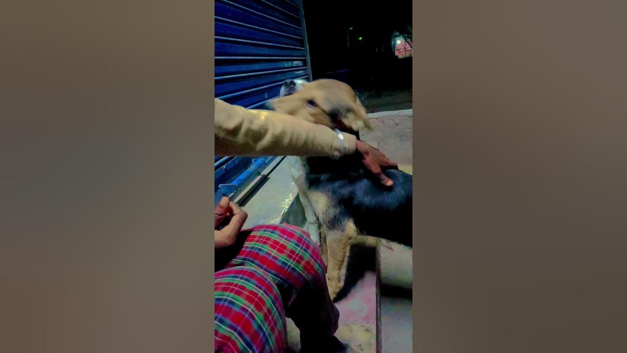 cute baby dag 🐕🐕🥰🥰😘❤️❤️ #song #bollywood #love #newsong #punjabisong #doglover