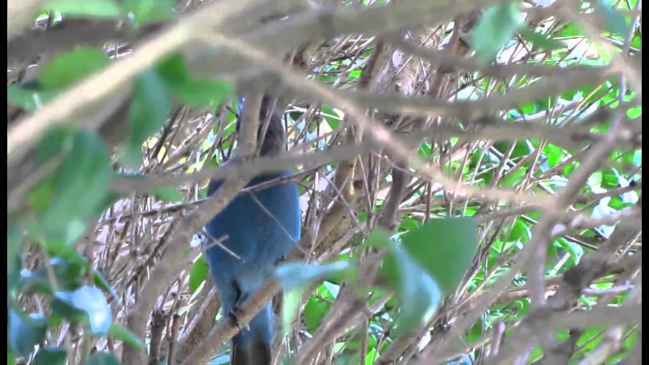 Steller s Jays Common Calls YouTube