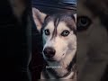 Funny dog videos#dogs#dogs#dogslover #dogshorts #funnydogs#youtubeshorts