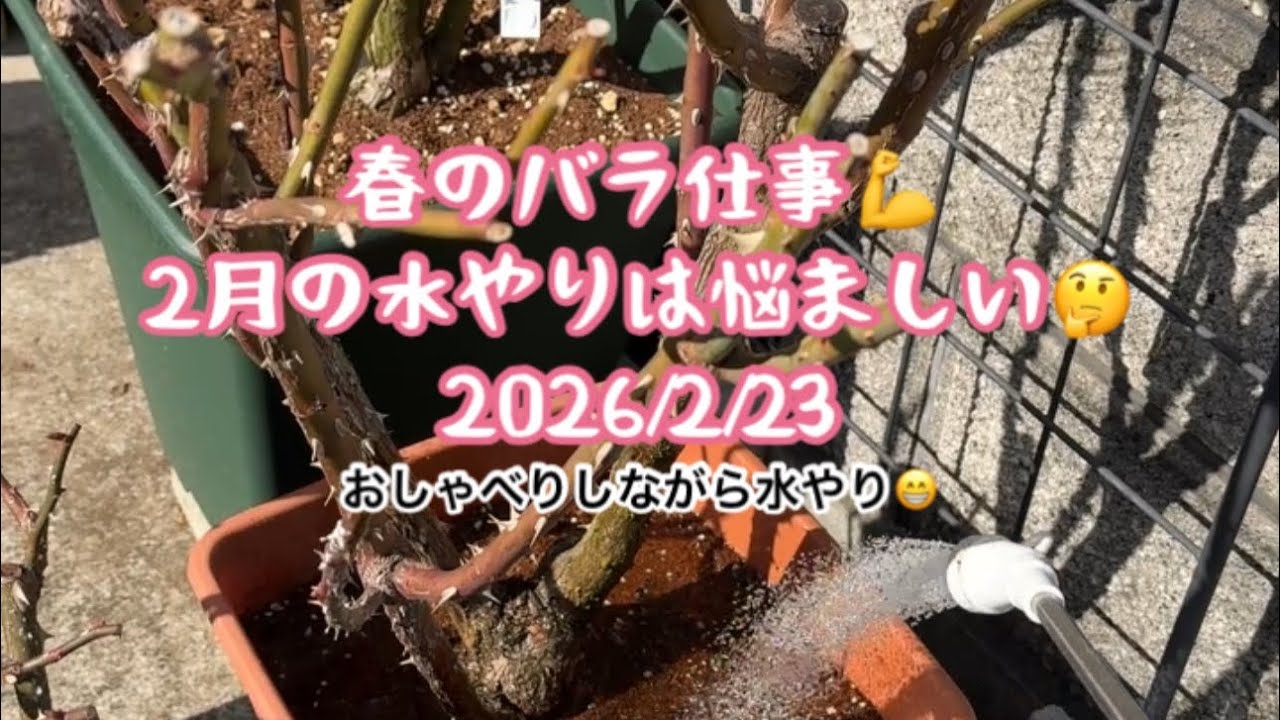 🌹2026春のバラ仕事💪2月の水やりは悩ましい🤔 2026/2/23 おしゃべり付き😁