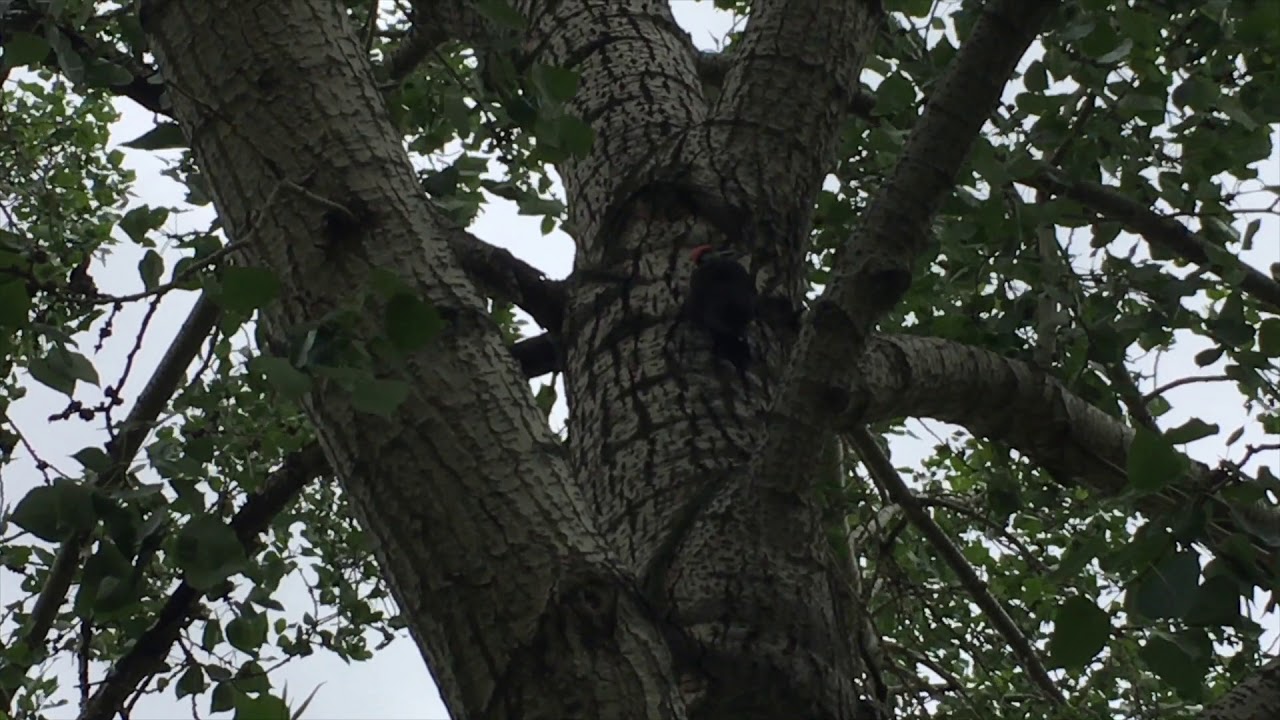 Pileated Woodpecker Digging, Hopping and Call - YouTube