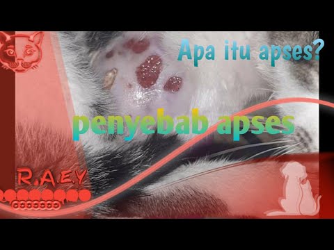 Video: Satu Lagi Alasan Untuk Mencegah Infeksi Bartonella Pada Kucing Anda