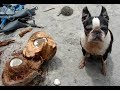 BOSTON TERRIER EATS COCONUT in Hawaii