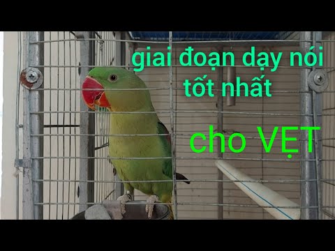 Video: Làm thế nào để nhận biết và điều trị gãy xương sọ của một con chó