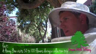 How To Handle A Bee Swarm - Green With Tiffany