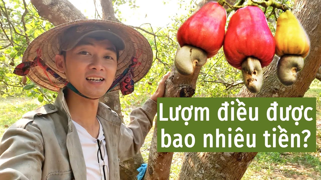 Review đi thu hoạch Điều ở Bình Phước