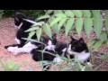 Tuxie the tuxedo cat nursing her two cute kittens