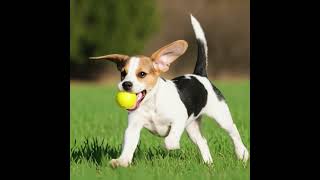 Joyful Chase #dog #cutedog  #funny