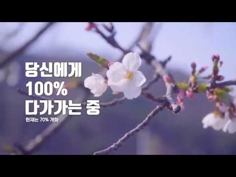 천안벚꽃명소 북면위례 벚꽃