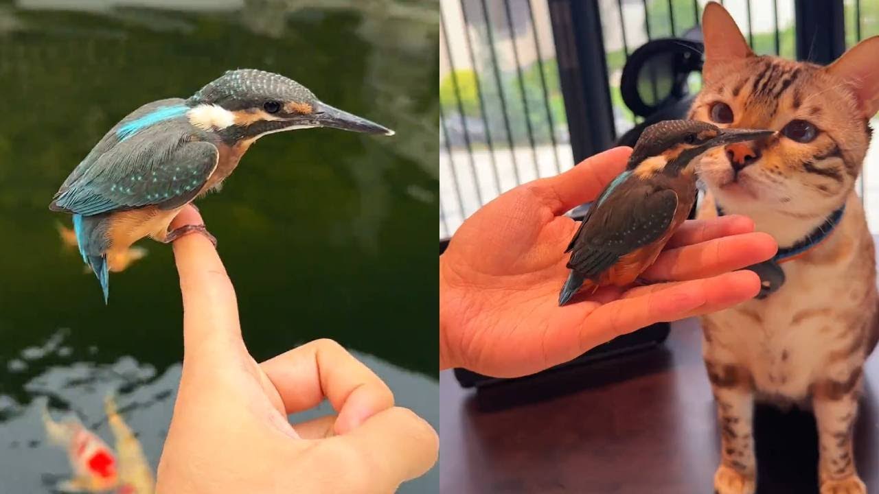 一隻翠鳥突然飛到院子中~一下子成為了貓咪的“新寵”！這下真成動物園了#貓咪小院 #小小小志 #貓咪小院的日常