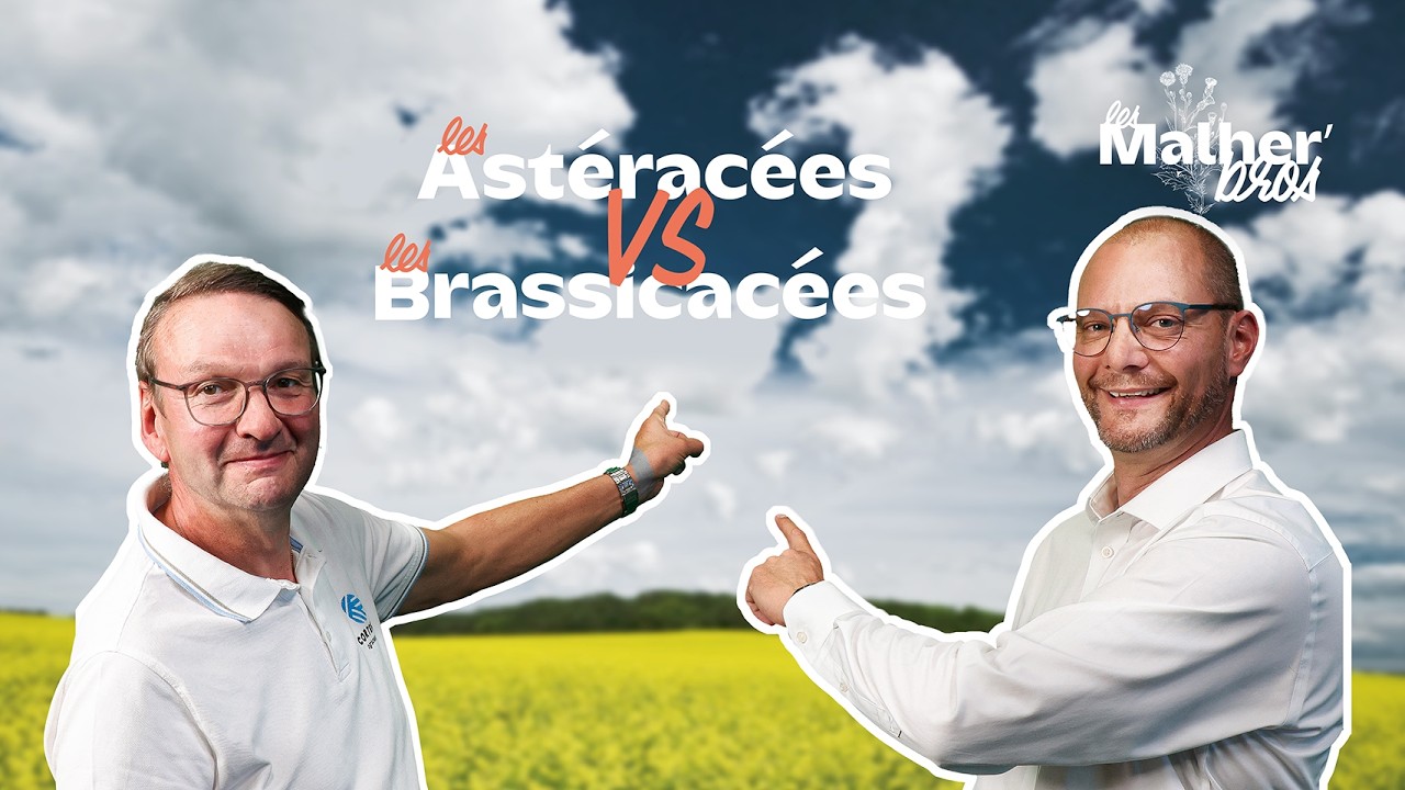 Astéracées vs Brassicacées : comment les différencier ? | Les Malher'Bros #3