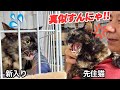 先住猫に激似の新入り保護猫、ついに19匹の猫社会へ‼︎