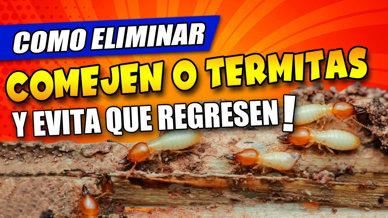 👉 El comején o TERMITAS vuelve por este ERROR común (ASÍ lo ELIMINAS definitivamente)