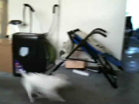 My dog, Jasmine, running in circles! (hilarious)