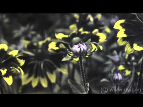 Video: Rudbeckia-Hybride